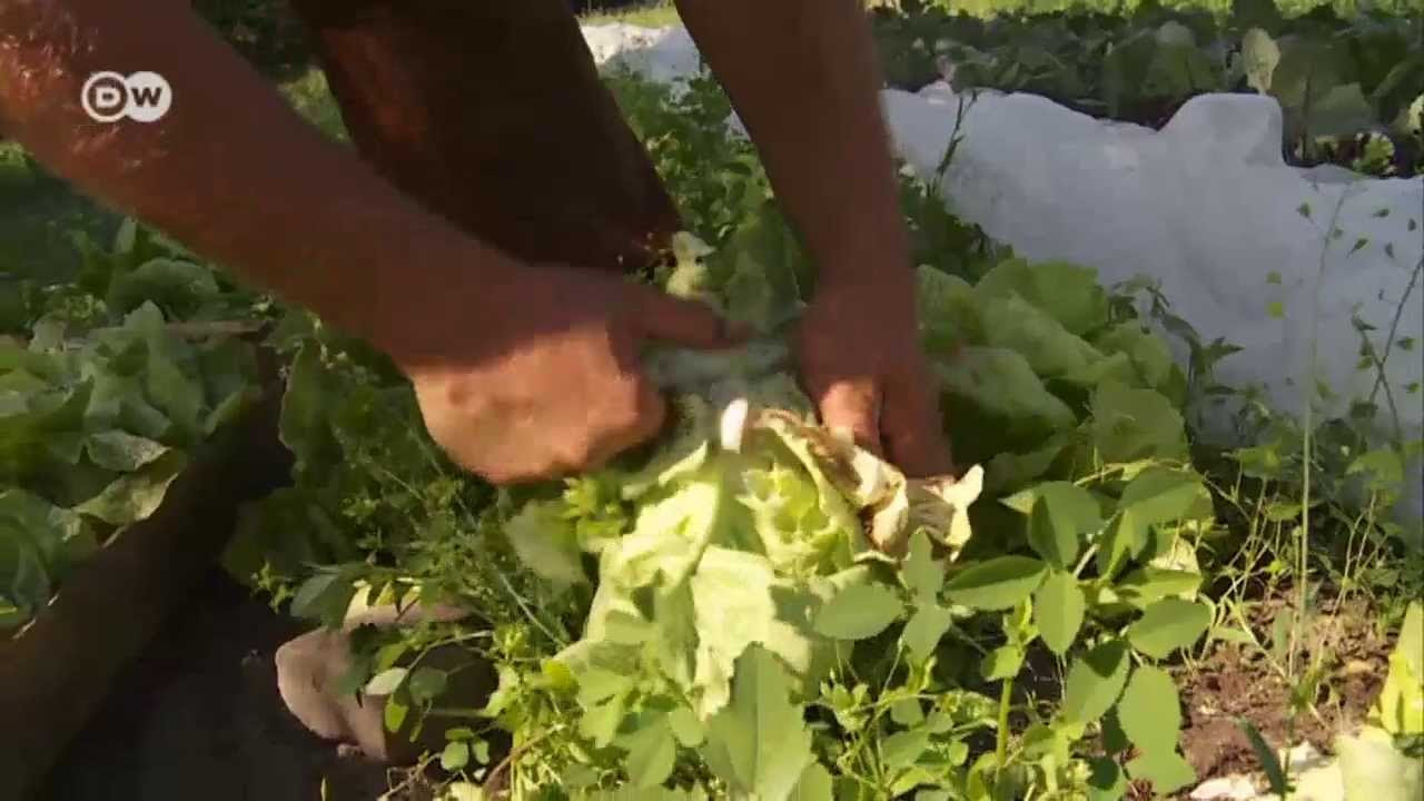 Update New Mülltauchen, Foodsharing - gegen den globalen Wegwerfwahnsinn | Journal Reporter