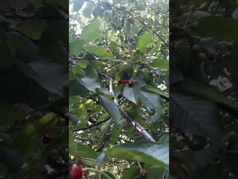 بل قالوا انا وجدنا آباءنا على أمة وانا على آثارهم مهتدون سورة الزخرف ٢٢