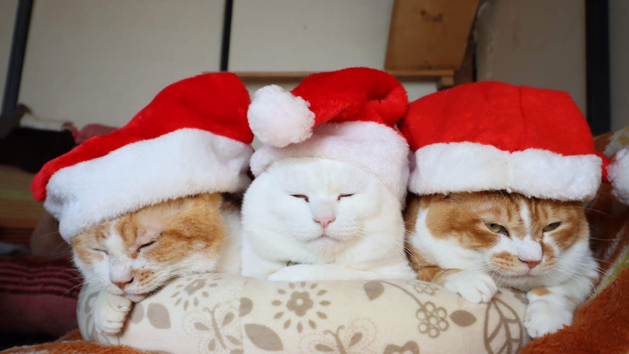 クリスマス サンタ帽子 のせ猫 Santa Claus hats 251224 - YouTube