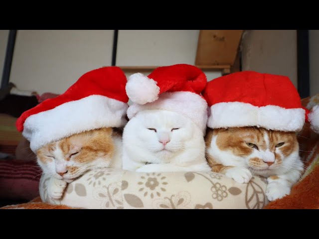 ♡感謝SALE♡ぐでねこちゃんとクリスマスツリーチャーム　とらねこ×サンタ帽子 クリスマス サンタ帽子 のせ猫 Santa Claus hats 251224 - YouTube