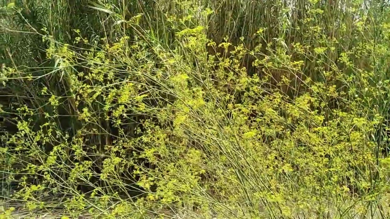 جولة في الطبيعة للتأمل والذكرى، بدوار آيت عيسى اوعلي، وآيت بكر، جماعة تالسينت، إقليم فجيج.