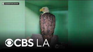 Big Bear eagle Jackie recovering at rescue center after fight with other eagles