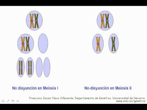 Video: ¿Qué sale mal en la meiosis síndrome de Down?