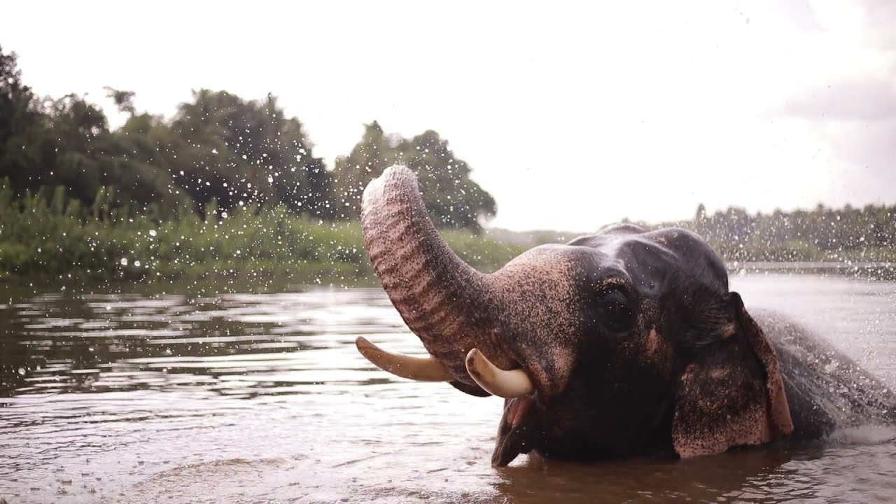 Слоненок купается в море Слоненок купается в море