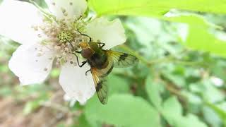 Pellucid Hoverfly, Volucella pellucens, Groote Peel, L, the Netherlands, 7 June 2026 (5/6)
