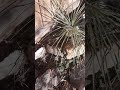 Filteration system in Koi pond