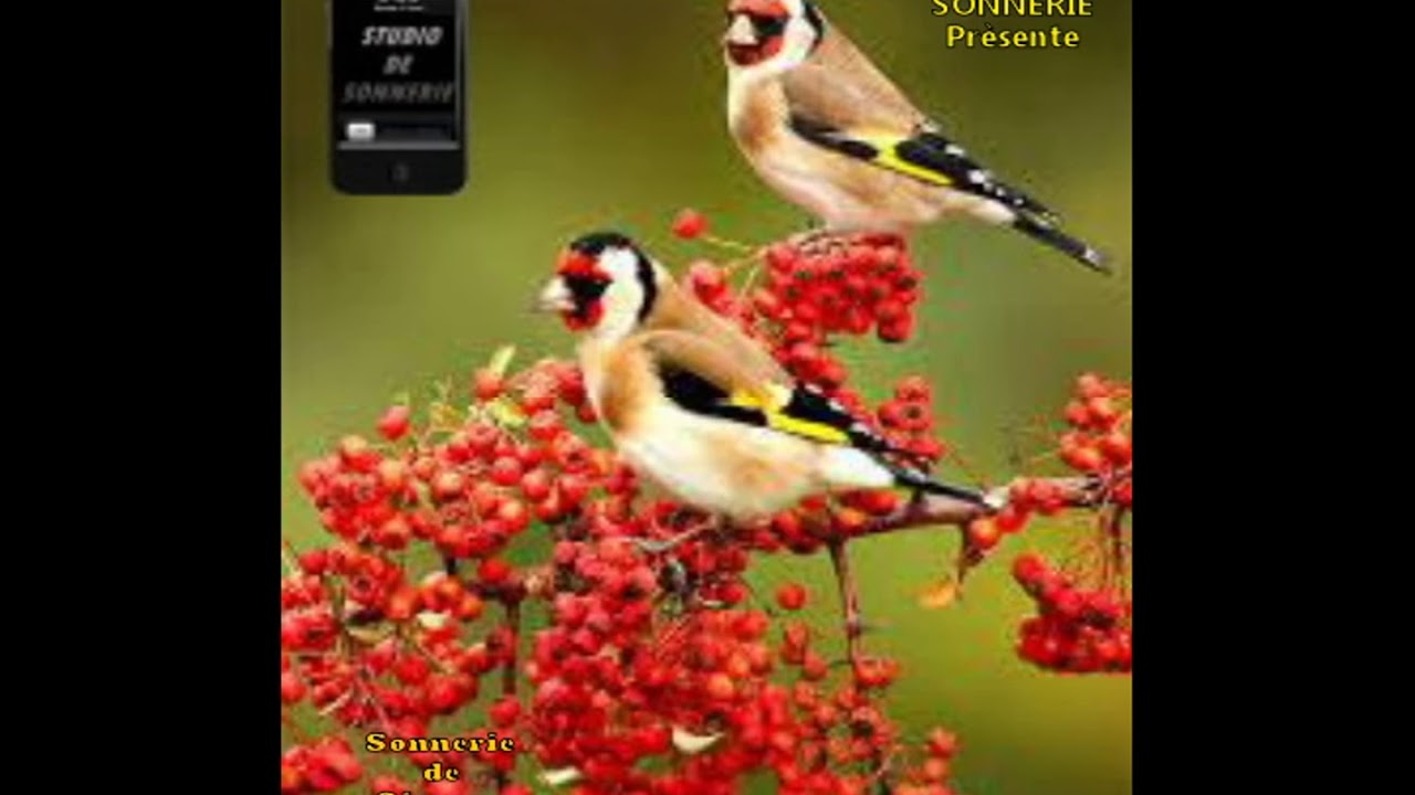sonnerie oiseaux chardonneret sonnerie oiseaux chardonneret