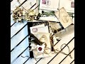 A romantic gentleman's junk journal Flip Through / ジャンク