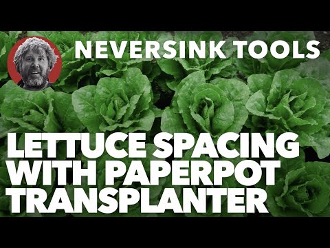 How to Grow Gem Lettuce in Paper Chain Pots