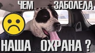 Аля приболела. Походы к ветеринарам. Аля приболела. Походы к ветеринарам.