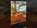 My macaw says hello 100 times while I film my quail chicks