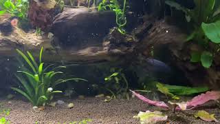 Автоматическая кормушка аквариум. Automatic aquarium feeding.