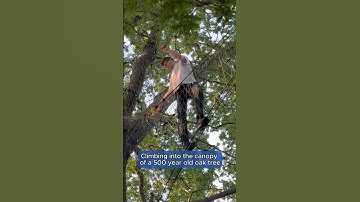 Climbing a Rope Net Bridge into a Massive Tree