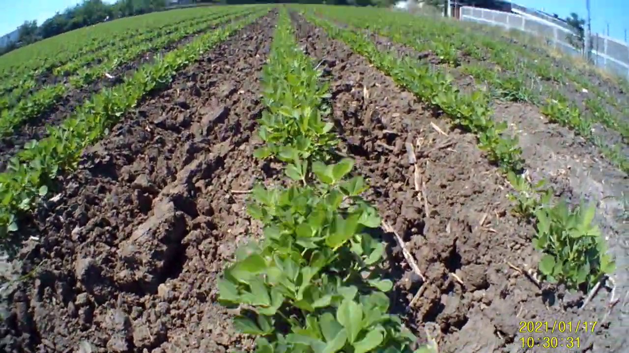 Yer Fıstığı Genel Bilgi