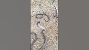 black cobra snake rescue catching New video Naag Jogi #naag #cobras #kingcobra #snakes #kingsnake