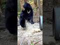 Fearsome Hunt in the Jungle — The Bear Couldn’t Survive the Arrow! 🐻 #hunting #bear #chass