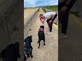 #dogshorts ##Missy #Roxy #clacton #doglife #beach