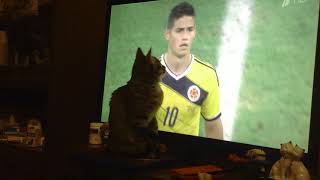 Кот смотрит телевизор