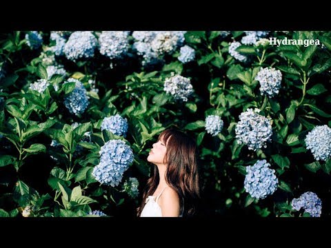 【初音ミク オリジナル曲】紫陽花/Hydrangea【Hatsune Miku Original Song】