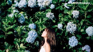 【初音ミク オリジナル曲】紫陽花/Hydrangea【Hatsune Miku Original Song】
