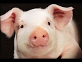 Свиньи как бизнес идея 3 Выбор породы свиней