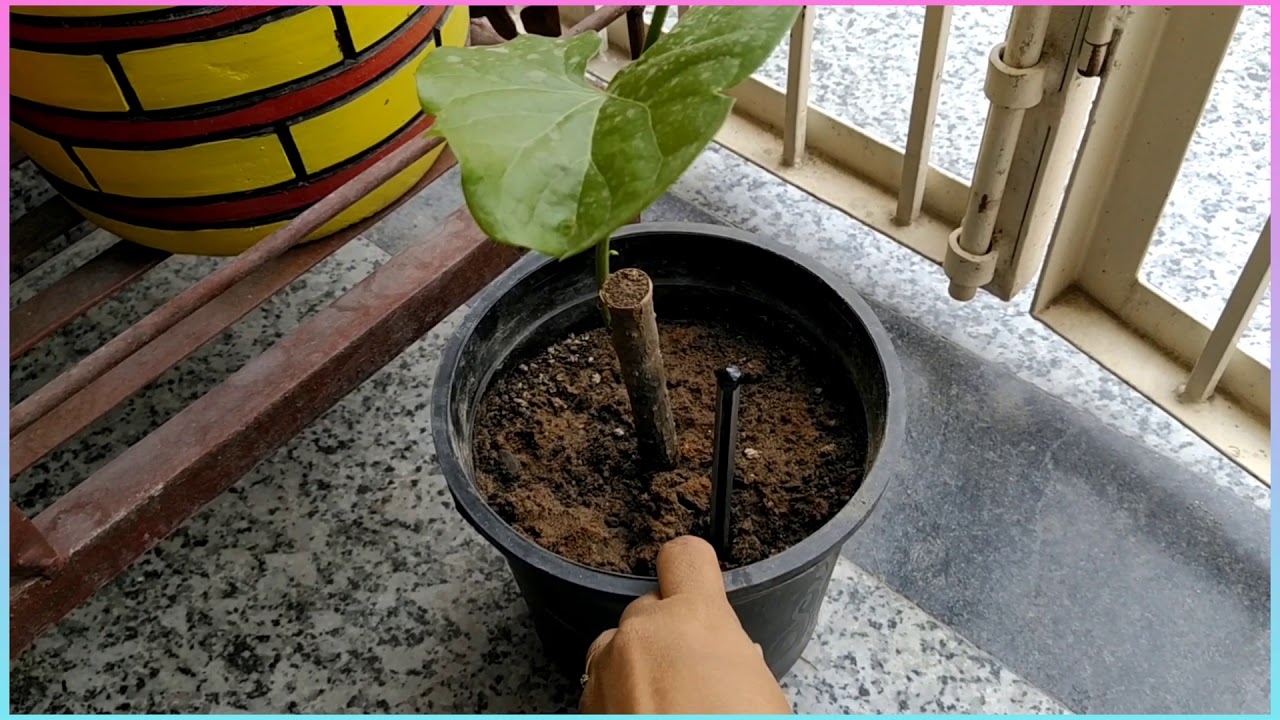 How to grow Giloy from Cutting ll Guduchi ll Tinospora Cordifolia ll