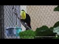 Toucan, and You Can Too!