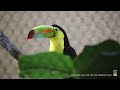 Toucan, and You Can Too!