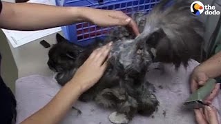 Rescued Cat With Matted Fur Finally Gets A Haircut — And A Real Home
