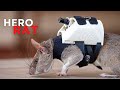 These Rats With Tiny Backpacks May Soon Become The Heroes Of Search And Rescue Operations
