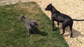 Alby Barking And Playing June 18