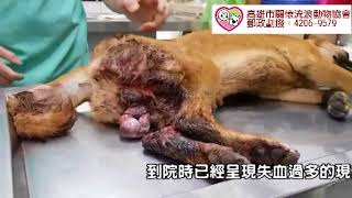 睪丸破裂 搶救冰球場女廁的落難毛孩 睪丸破裂 搶救冰球場女廁的落難毛孩