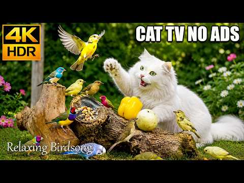 No Ad Interruptions Cat TV 😺 Gentle Morning Birdwatching Scene 🌅😻 Peaceful Smiles for Every Cat