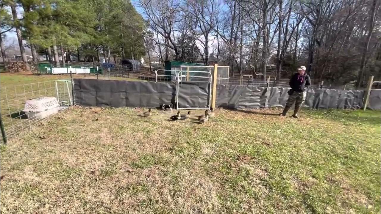 Stuffing and Potato on ducks 6wks YouTube