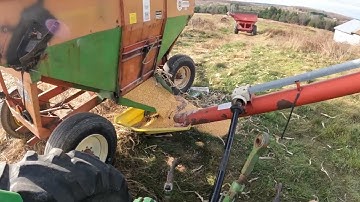 corn harvest 2022 filling the grain bin