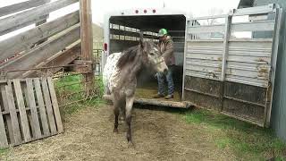 2018 ApHC Mini Magic, Ellie, Hawk, Trailer loading session