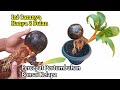 CARA MUDAH MEMPERCEPAT PERTUMBUHAN BONSAI KELAPA