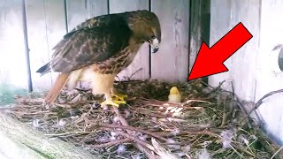 Фермер положил куриное яйцо в гнездо ястреба, вот что произошло когда вылупился цыплёнок!