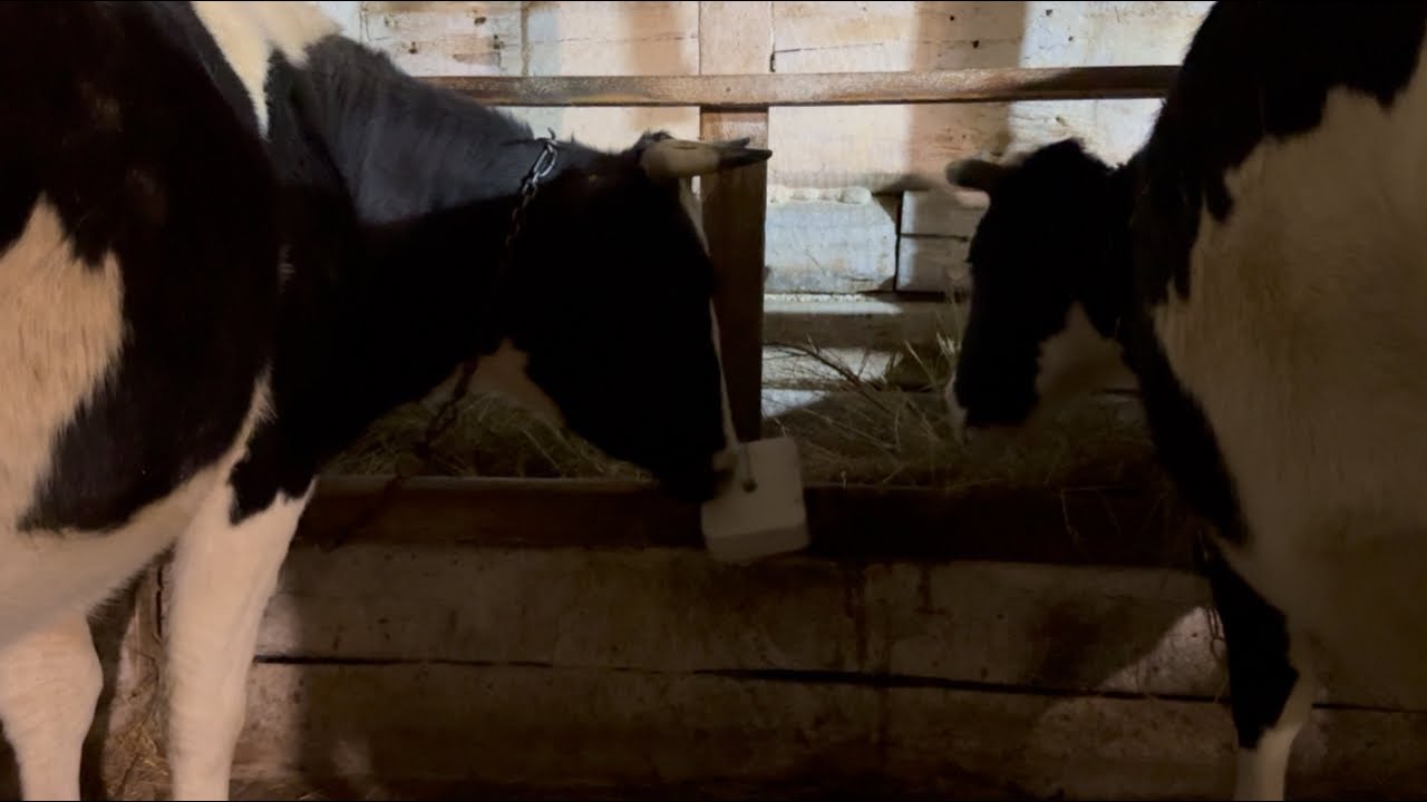 Самца для самок или просто Аркадий!