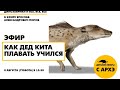 Детский эфир "Как дед кита плавать учился" в рамках рубрики "Динозаврики и все, все, все"