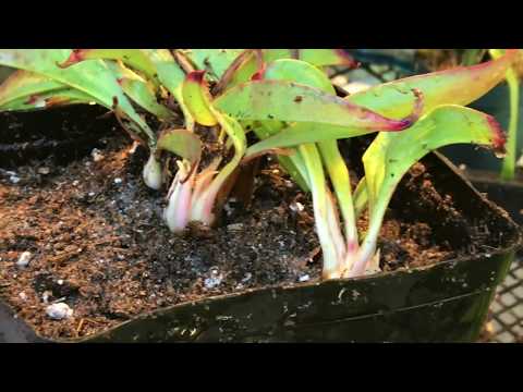 HOW TO RE-POT AND DIVIDE SARRACENIA CARNIVOROUS PITCHER PLANTS