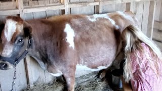 Milking a Mini Jersey Cow By HAND!