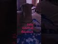 Dallu Bsby Allari Epude Learning Street Dog Lovers 