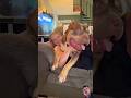 #funny #baffalo #animals #dog #funny #puppy #goldenretriever
