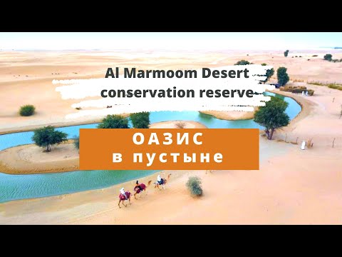 Оазис в пустыне😱 Al Marmoom Desert conservation reserve. Ол Мармун заповедник.