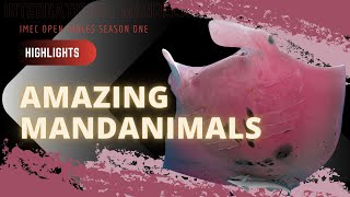 IMEC Open Tables Season 1 Highlights: AMAZING Mandanimals
Our first season of IMEC Open Tables has wrapped up, which seems the ideal time to share with you some of our favorite moments!
Every Open Tables episode has sponsors which are not corporate sponsors - but Mandanimals!
What are Mandanimals, you ask? A Mandanimal is a unique animal that has been discovered by the Mandela Effected as being completely new to us, or newly returned from presumed extinction.
In each Open Tables episode, we explore animals that have newly presented themselves to us, especially ones who have appeared with:
Rainbow or unusual colors, indicating creativity of Mother Nature;
Pure White, representing purity and the restoration of balance;
Golden, suggesting we have reached the Golden Timeline or the highest possible timeline; and
Other rare and unexpected Mandanimals introducing (or reintroducing) themselves to us!
What amazing and unusual creatures have you seen that makes you question your own timeline? Check out our list from 2021 where we highlighted some of the more extraordinary animals we found!
Are we missing Mandanimals you have spotted? Let us know in the comments and stay tuned for Open Tables Season 2!
Join Cynthia Sue Larson, Christopher Anatra, Shane Robinson and Darkwolf Jerry Hicks as we go deep into this subject and other Pandemic Mandela Effects in an IMEC Open Tables special presentation; full episode available to our Patreon members. (Details on Patreon membership to be announced... )
Subscribe (free!) for IMEC email updates:
https://imec.world/
Jerry Dark Wolf Hicks
https://www.youtube.com/channel/UCH6a3_fJWKNNotbCKuTbZdg
Shane Unbiased and On The Fence
https://www.youtube.com/channel/UC_MWq0Cg2BQBKenbjQV7Slw
Chris Anatra - The Quantum Businessman
https://www.youtube.com/c/QuantumBusinessman
Cynthia Sue Larson
https://www.youtube.com/user/CynthiaSueLarson
To further support IMEC, get out our Patreon: www.patreon.com/IMEC IMEC Open Tables Season 1 Highlights: AMAZING Mandanimals