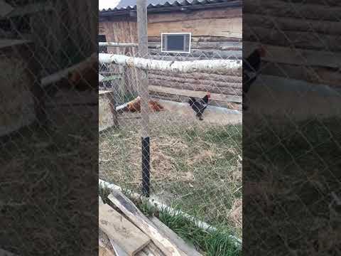 Что делать если петух нападает и клюется