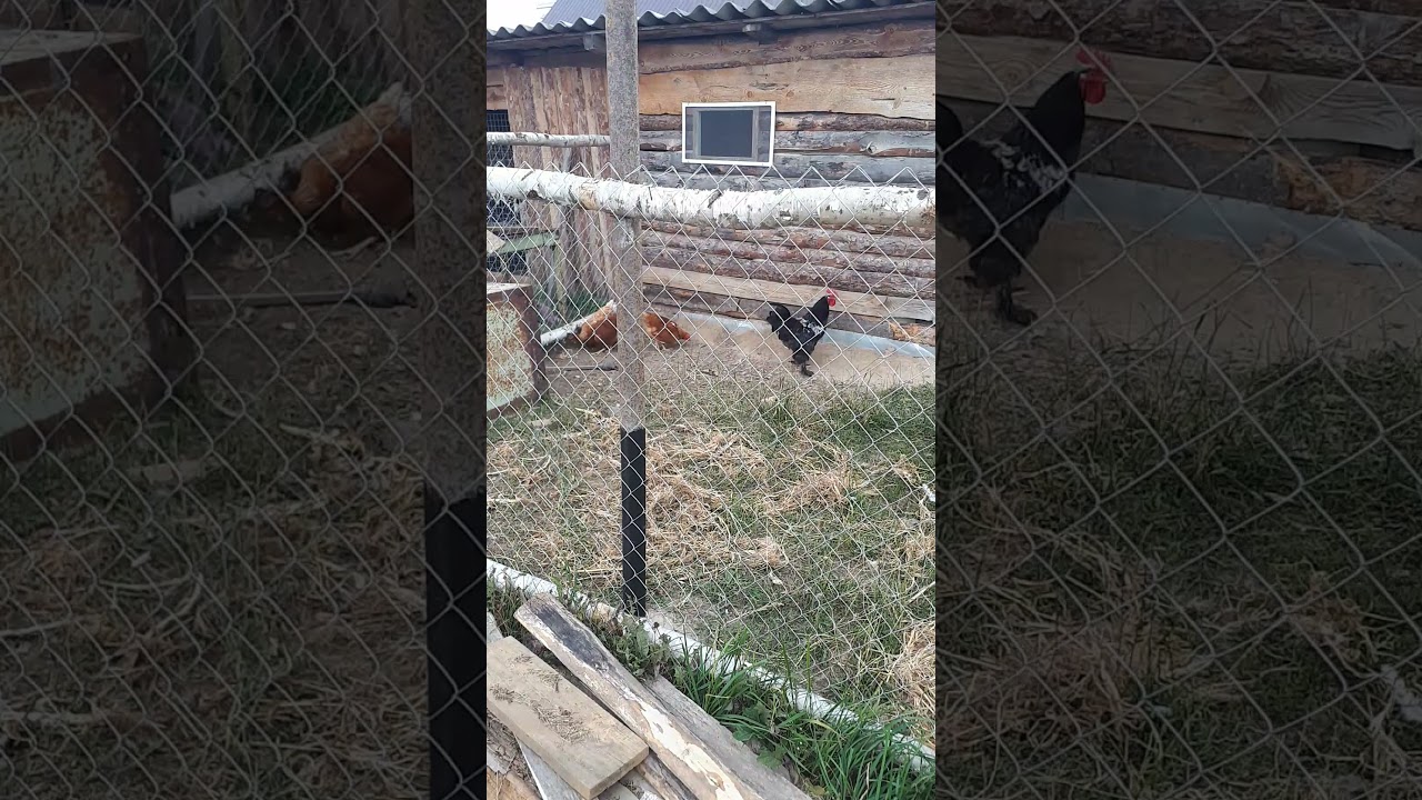 Что делать если петух нападает и клюется