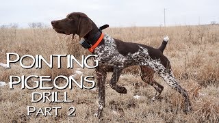 Pointing Pigeons Drill Using Bird Launchers: Part 2 - Upland Bird Dog Training