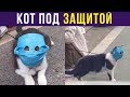 Приколы. Кот под защитой | Мемозг #188